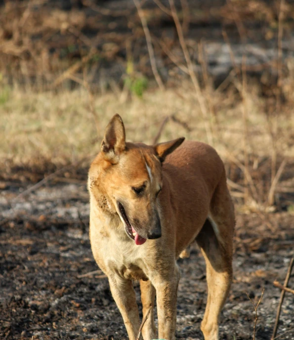 the dog is standing in the grass near a bush