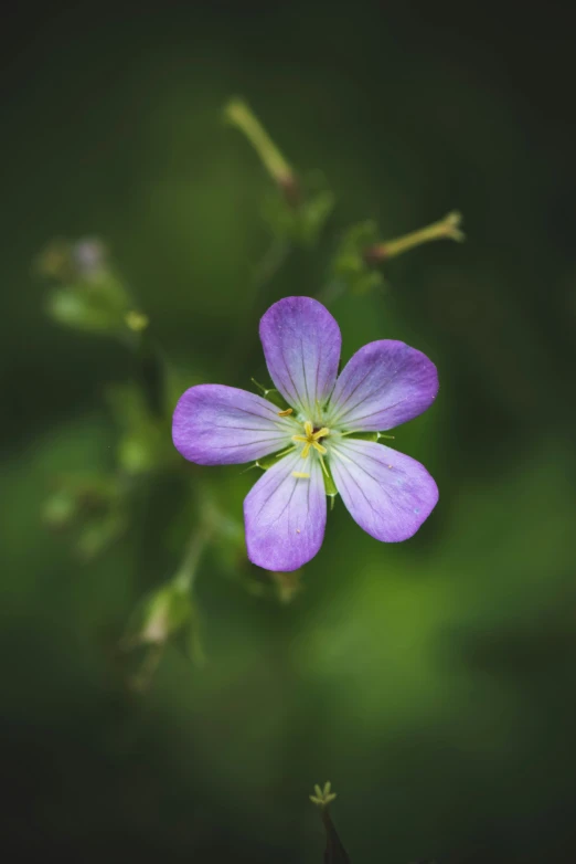a small flower on a stem that looks purple