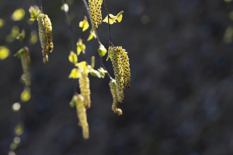 a group of plants that are next to each other