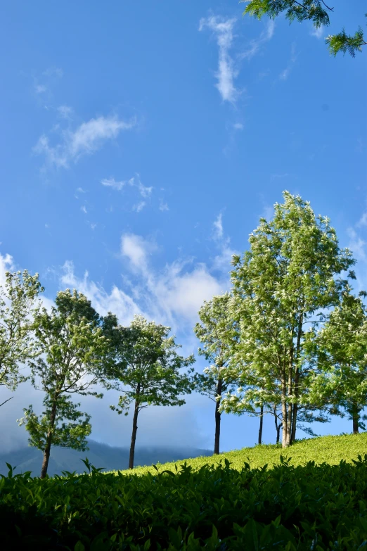 some trees sitting on top of a grassy hill