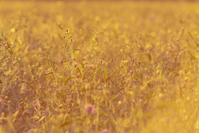 a field full of tall grass with wildflowers