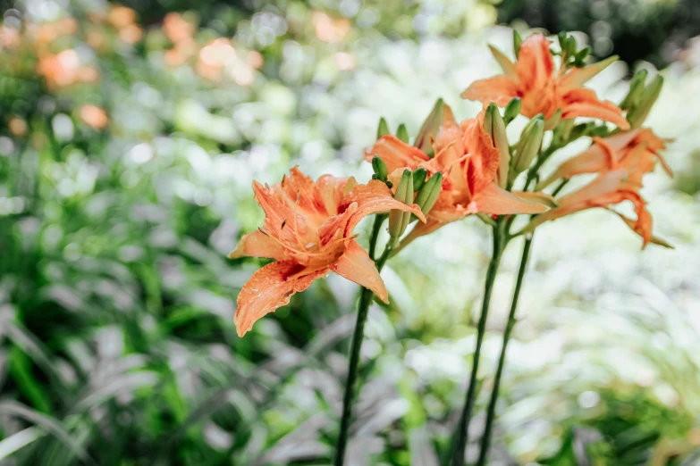 several red flowers with long stems standing in grass