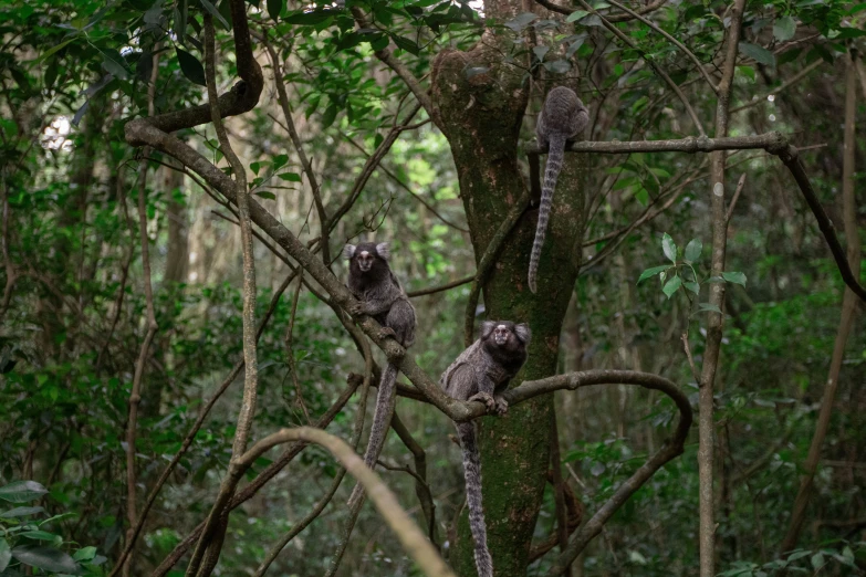 two gray animals that are on a tree nch