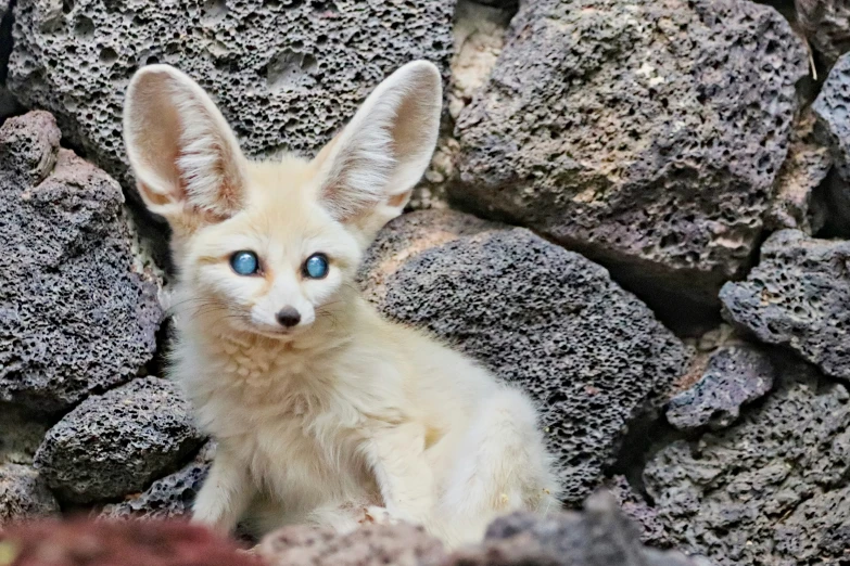 the fox is looking at the camera with blue eyes