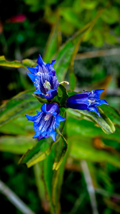 blue flower with green leaves and white background