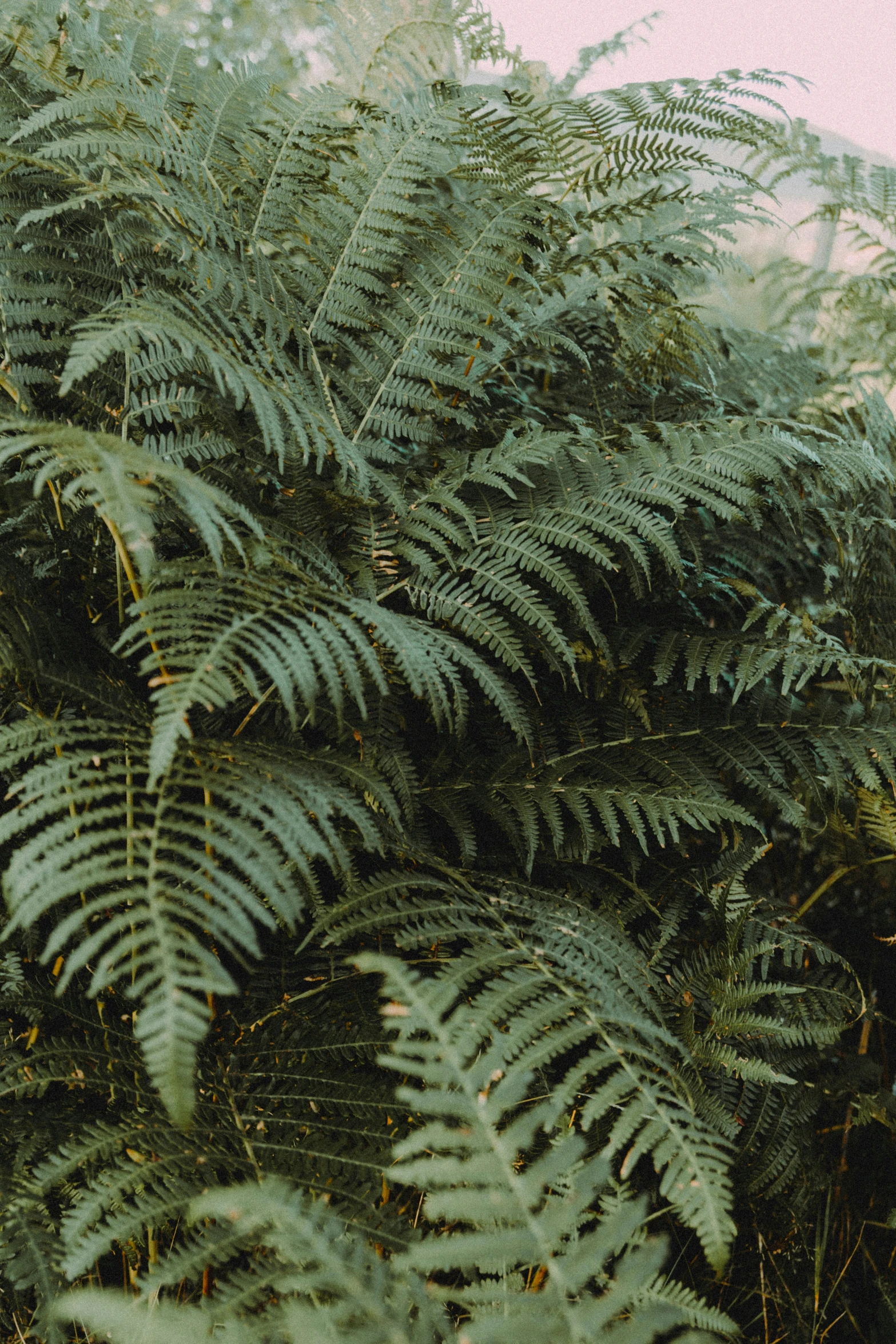 a group of ferns with green leaves on them