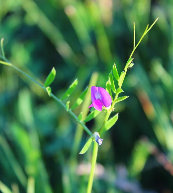 a pink flower standing up out from the green grass