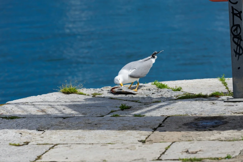 a white bird stands alone near the water