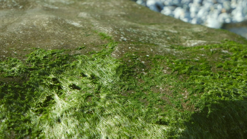 closeup of a rock with green moss growing on it