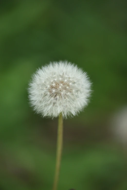 a dandelion with a dark green background