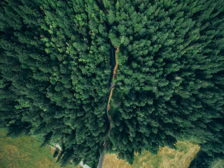 top down view of green and leafy trees