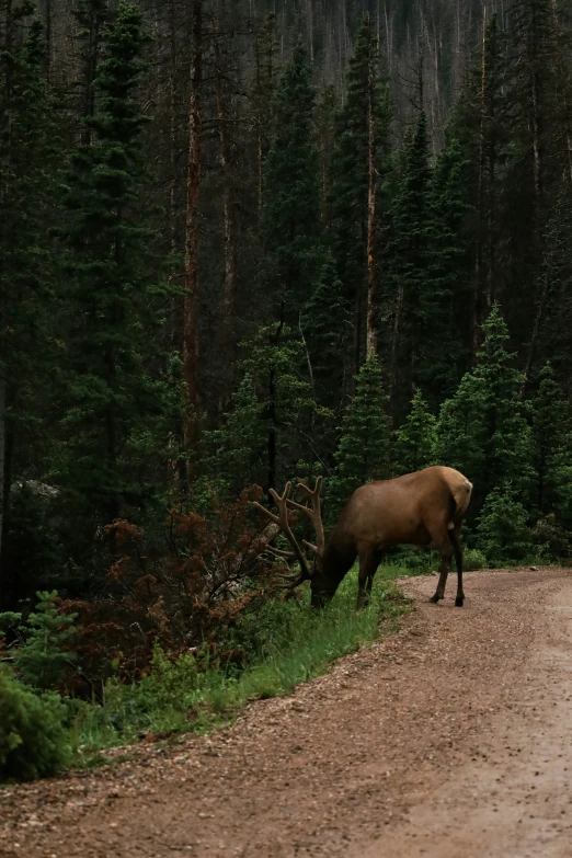 an elk is standing at the edge of a road