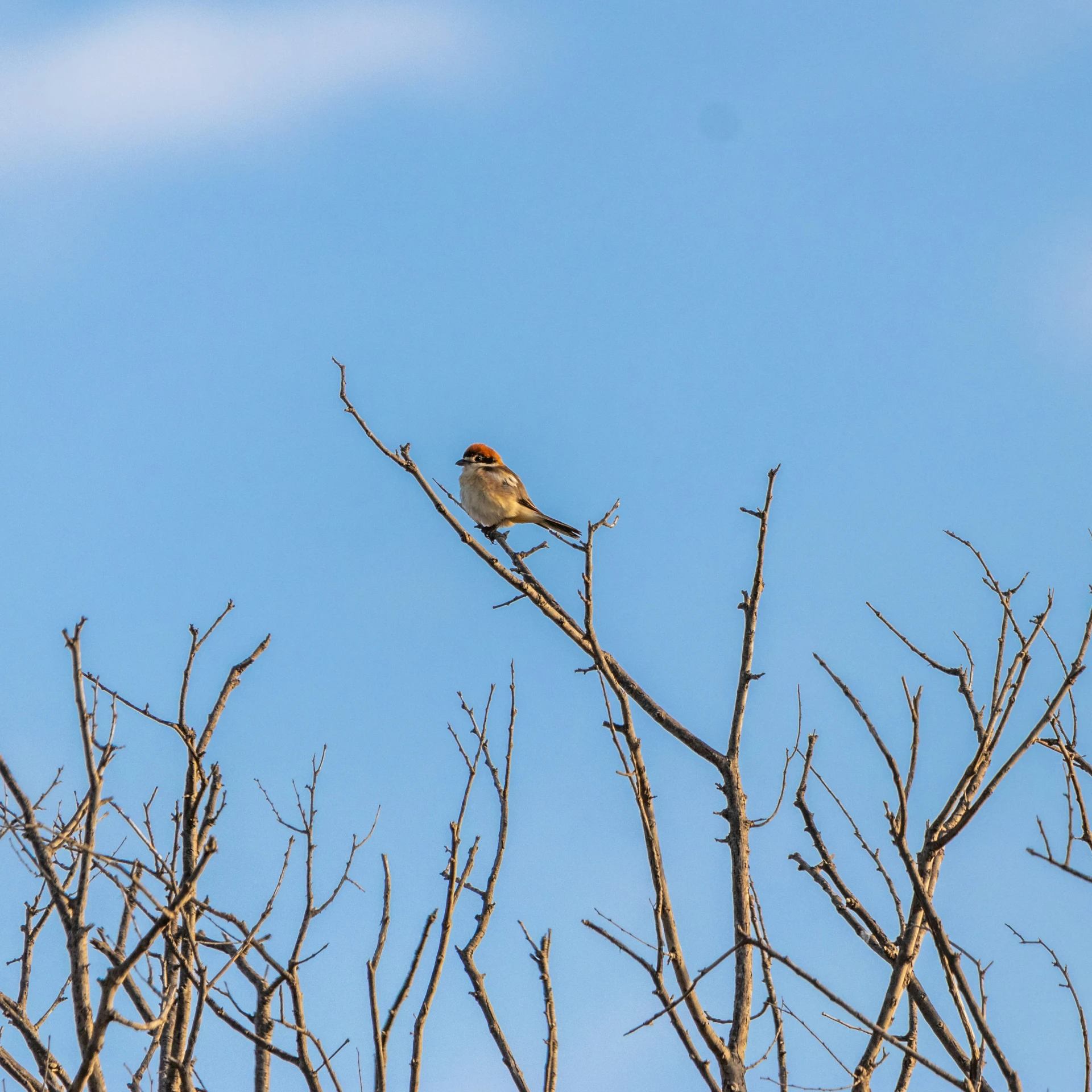 a bird is sitting in a barren tree