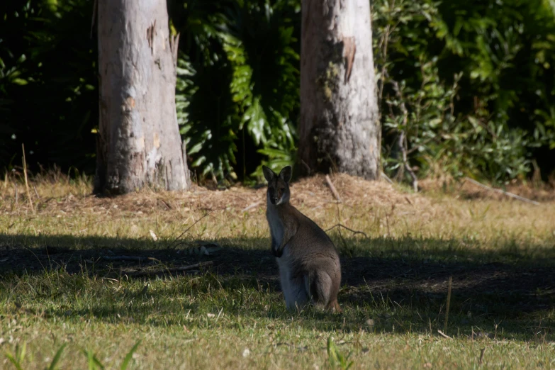 an adult kangaroo sitting in the grass near two trees
