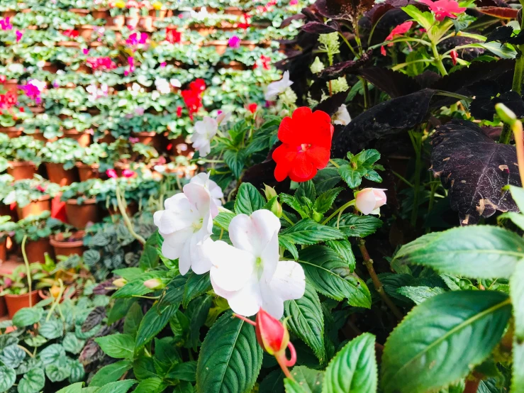 a garden with red, white and purple flowers growing on the ground