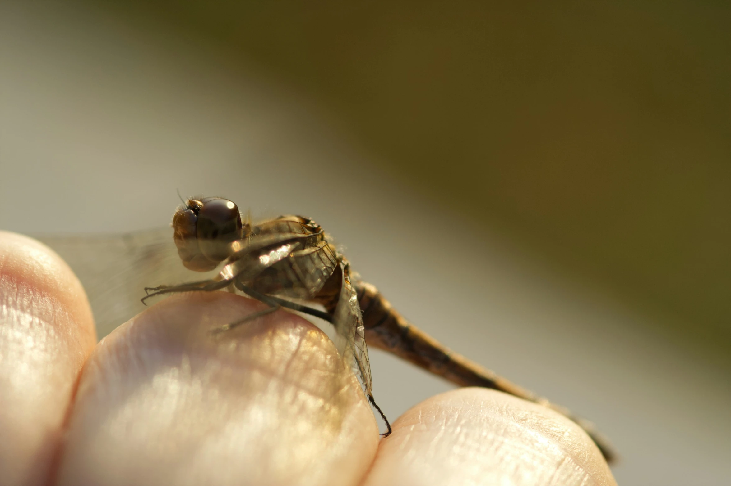 an insect is standing on someone's hand