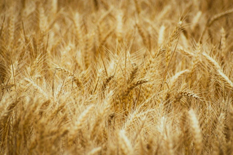 a close up po of wheat