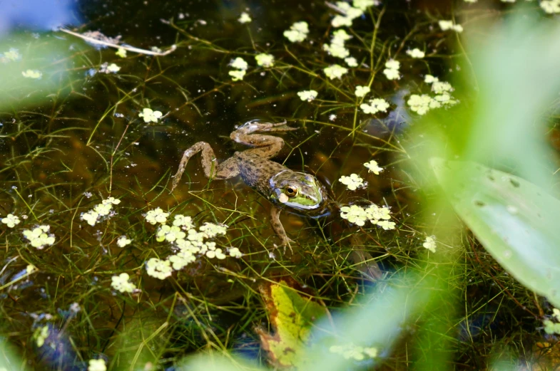 a frog is seen in the water surrounded by small white flowers