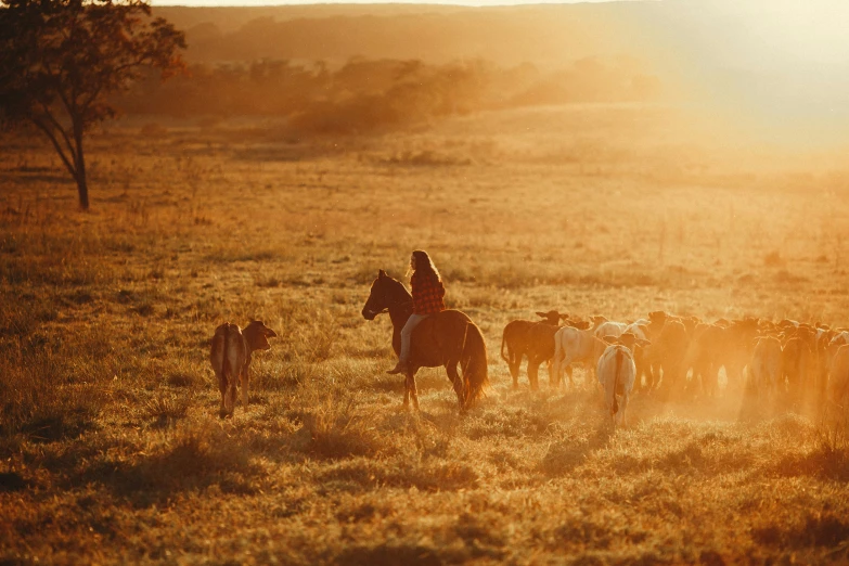 a person on a horse surrounded by a herd of cattle