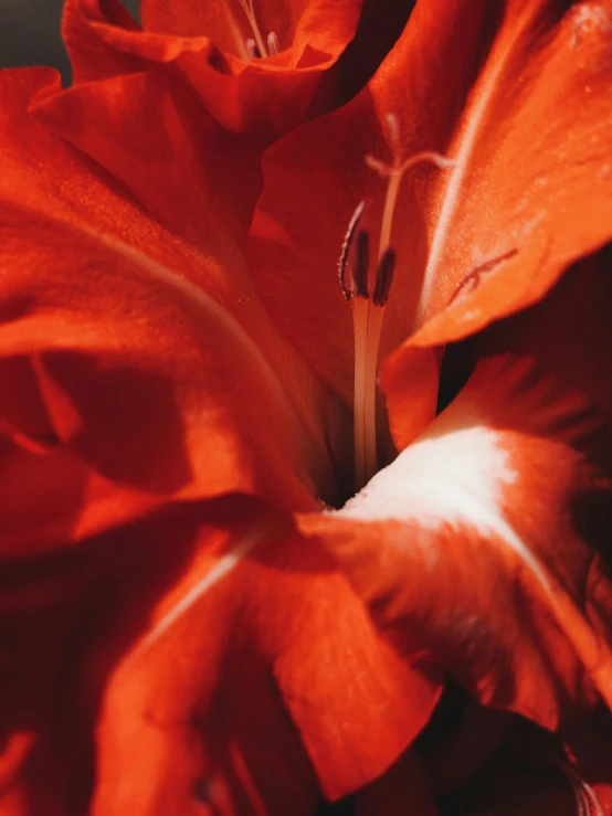 closeup of a red flower with droplets on it