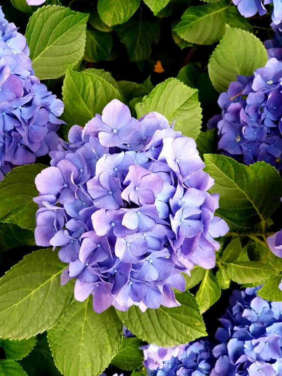 hydrangeas close up and a nch of green