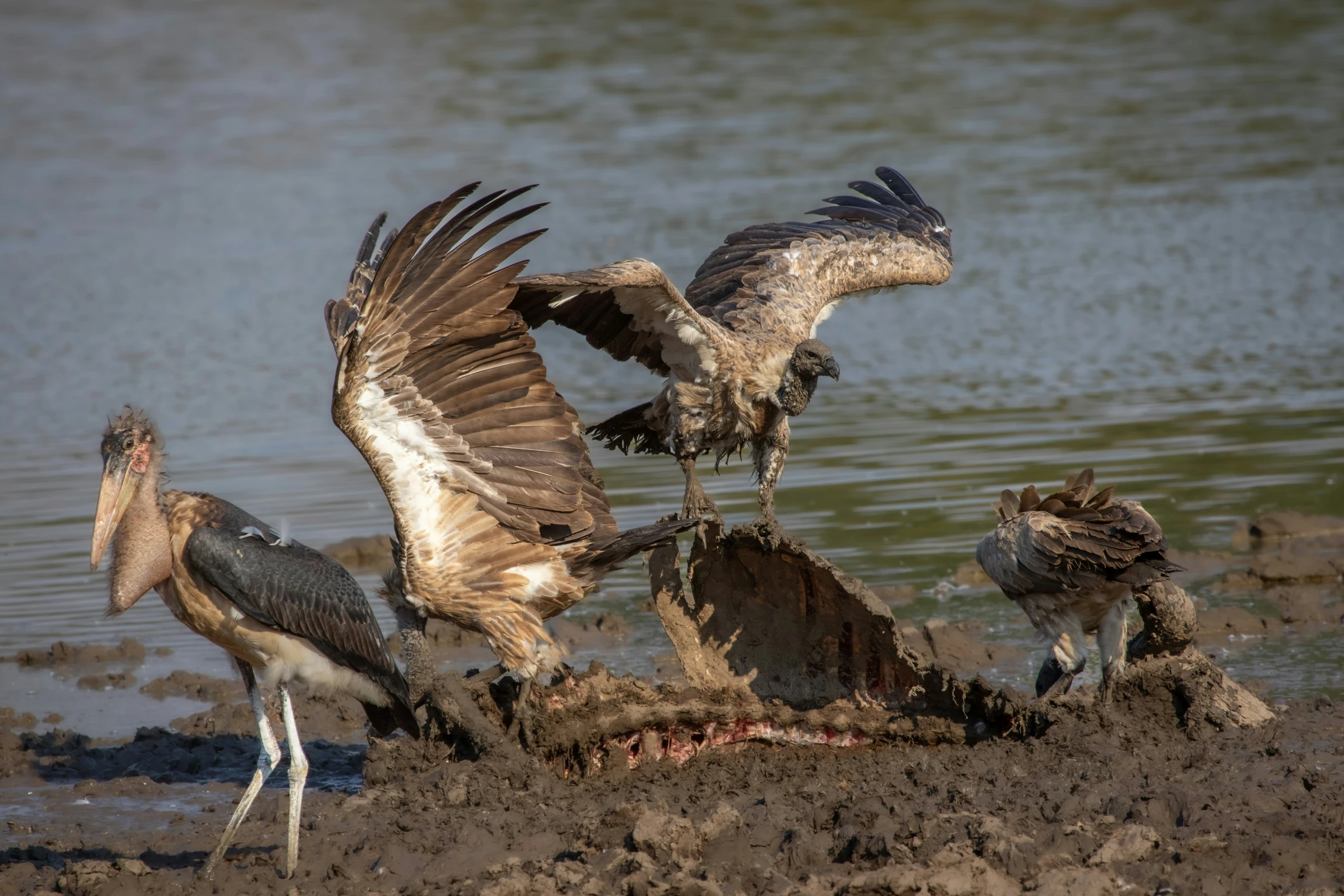 some birds are on the mud near the water