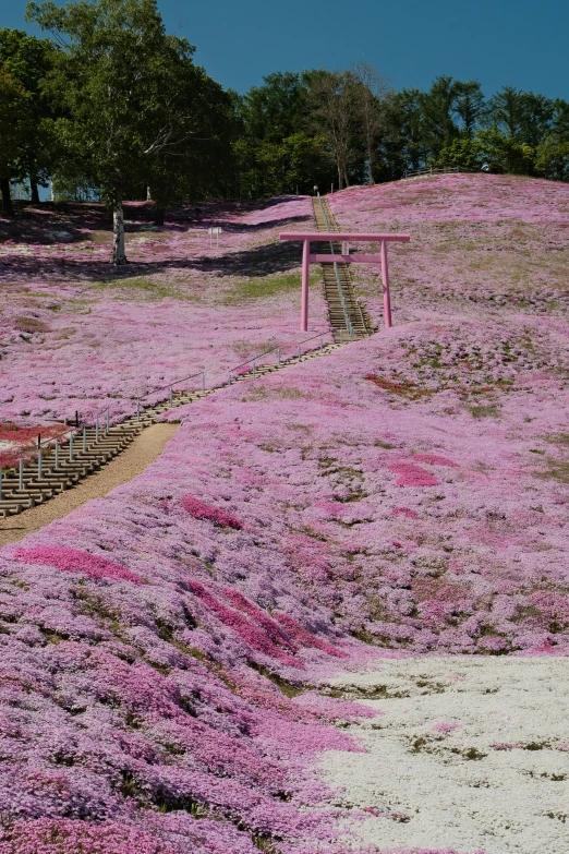 a hill covered in pink flowers next to trees