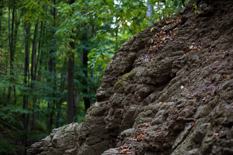 rocks and green trees in the woods