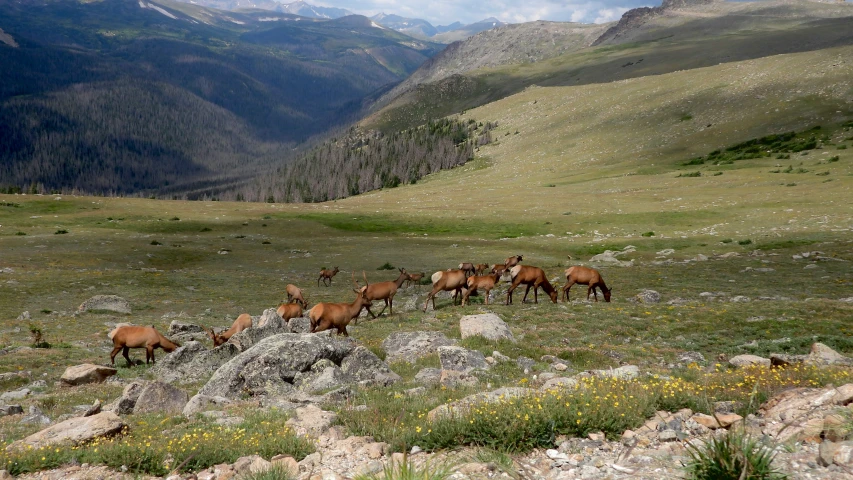 some wild horses grazing in the grass and mountains