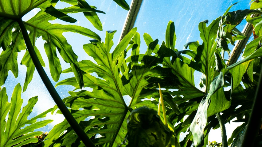 a parrot standing in a large tree looking to the side