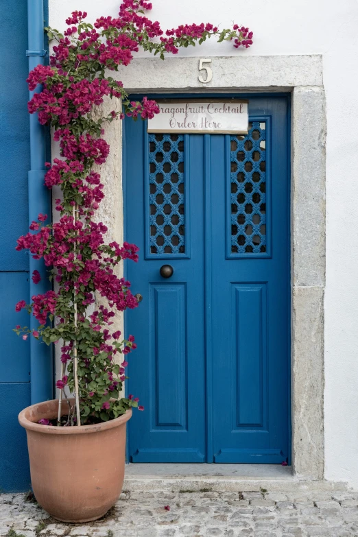 a potted plant with purple flowers next to the blue door