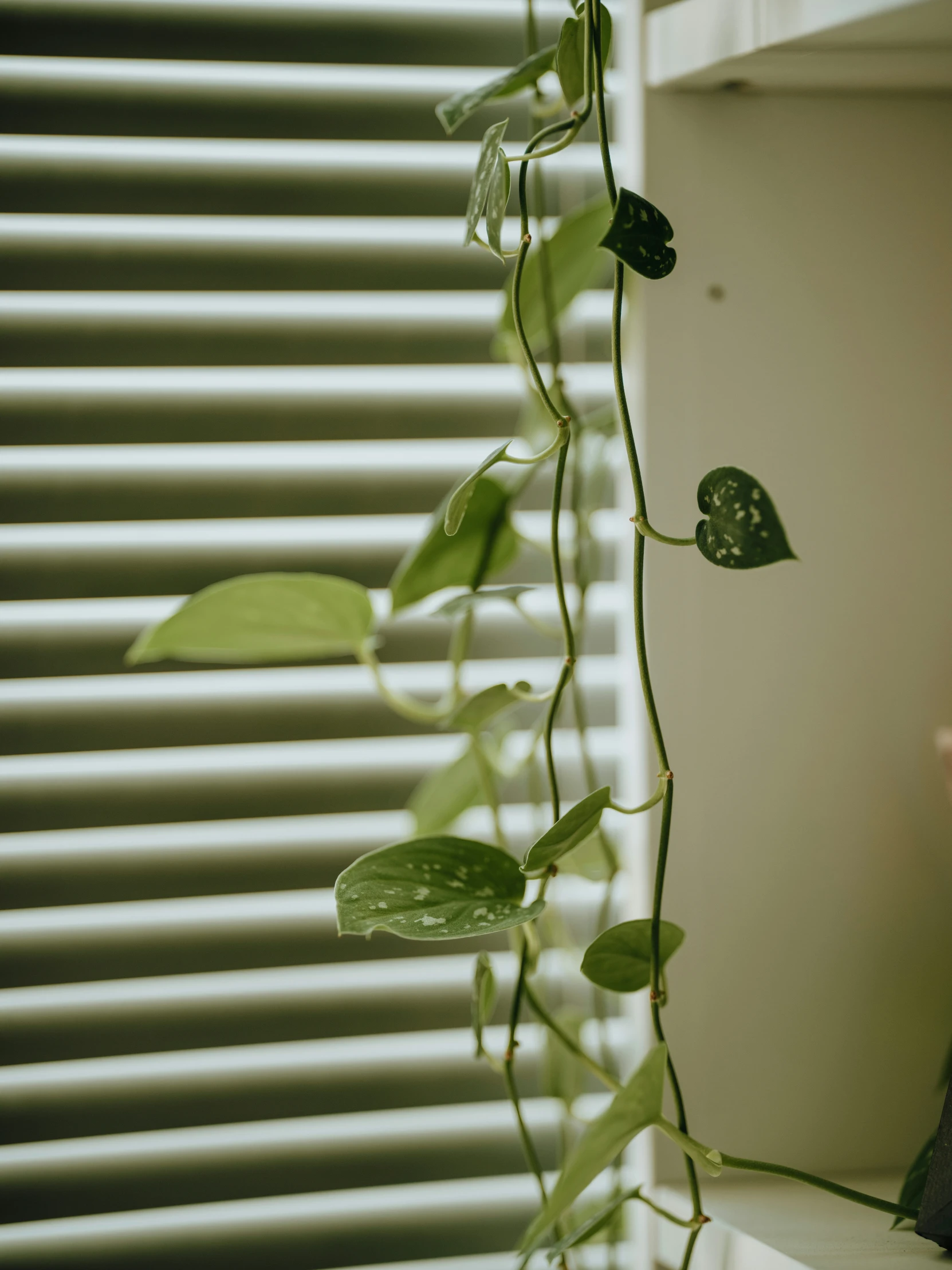 plants hanging off the side of a window sill