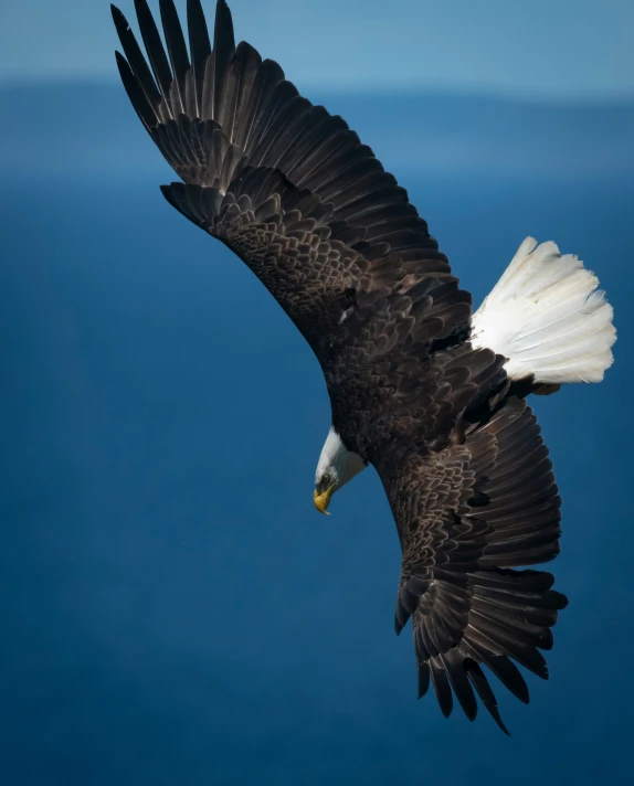 an adult bald eagle soaring in the blue sky