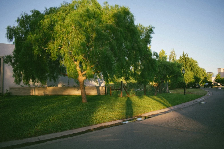 a tree stands next to the edge of a road