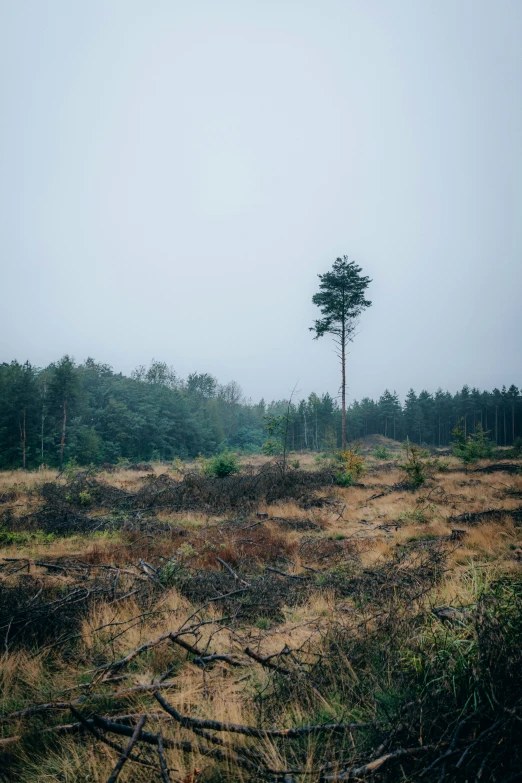 the grass is all dry and there is a tree in the middle