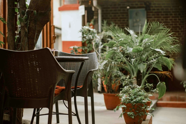 several potted plants are seen in a patio area