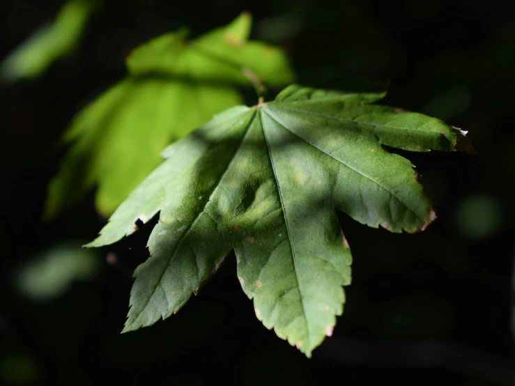 green leaves are shown in this close up view