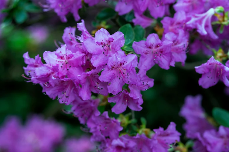 purple flowers that are blooming outside next to each other