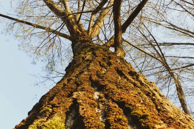 an old tree that has been covered in moss