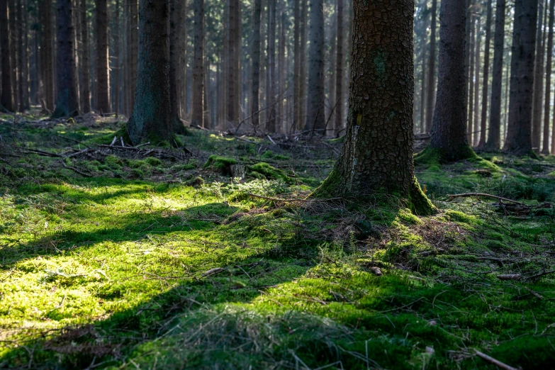 grass, trees, and grass is the image on the ground