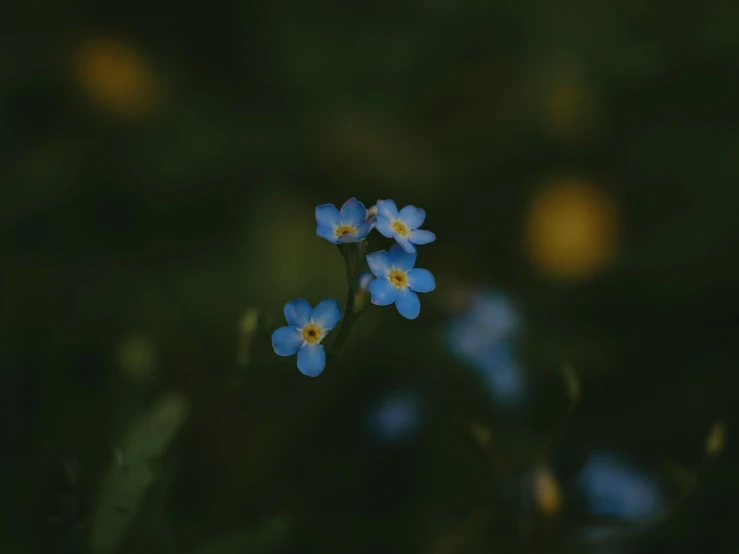 a group of small blue flowers with green leaves