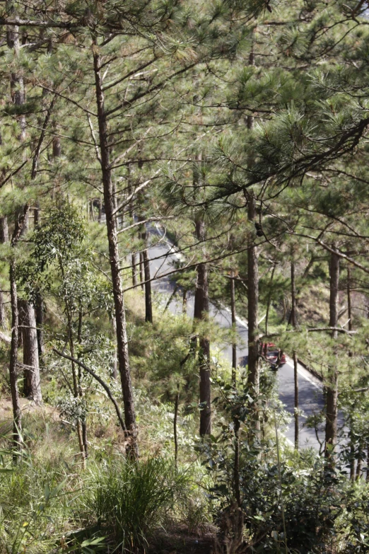 a car riding through a pine grove, with the view of a road through trees