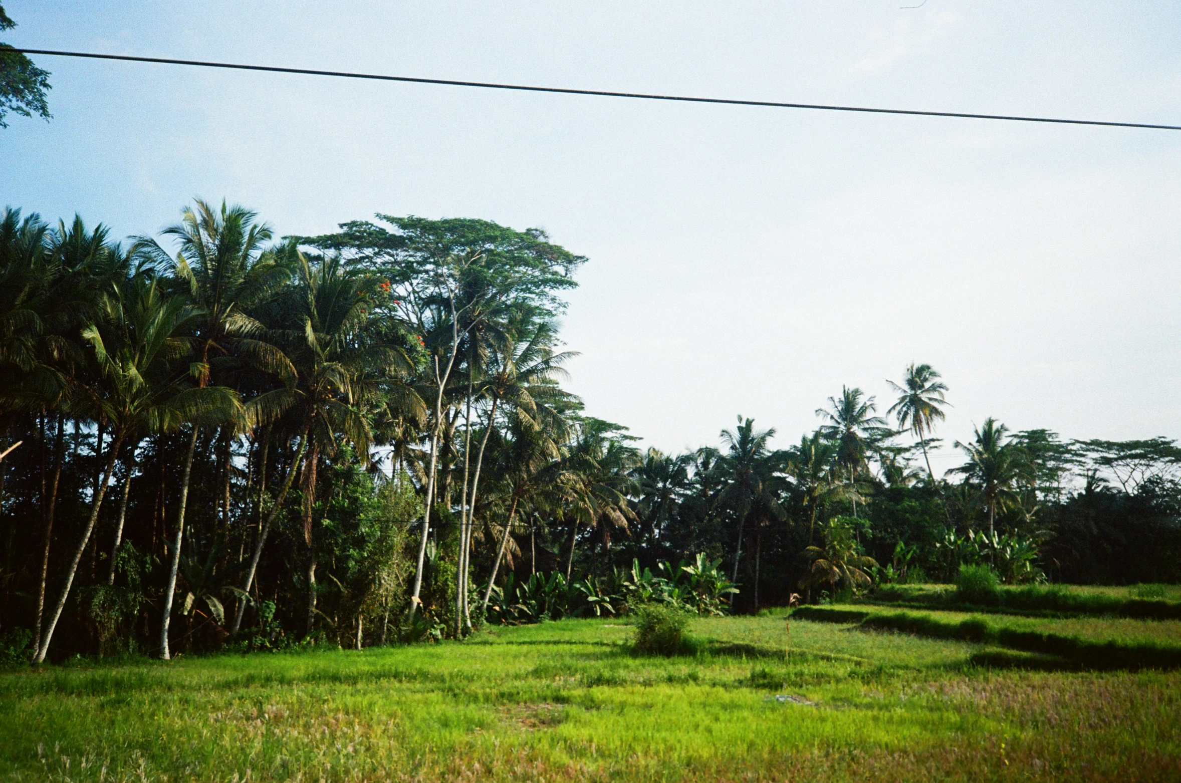 a lush green field covered in lots of trees