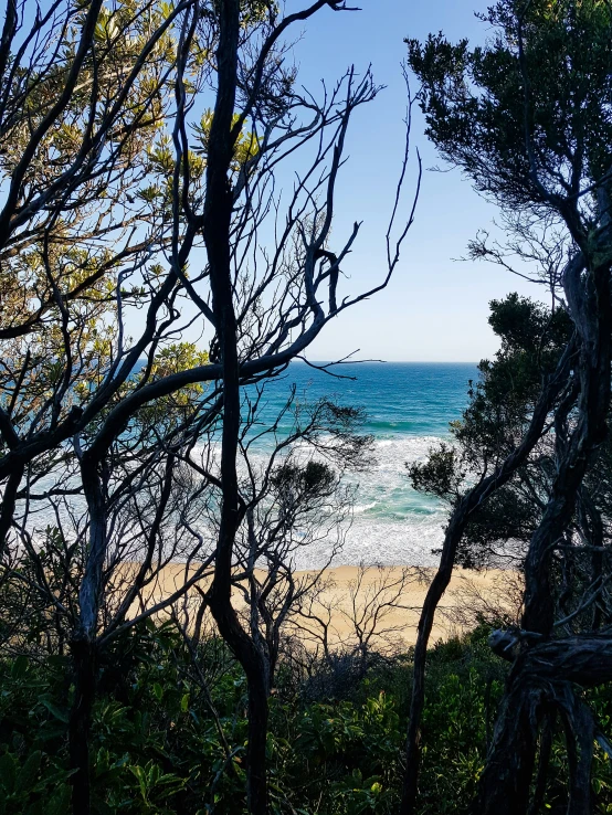 a couple of trees sitting by the water