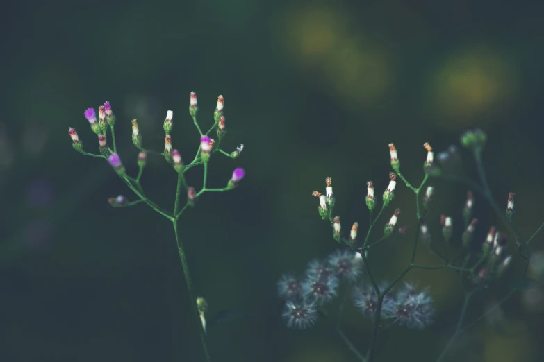 some purple flowers that are in the grass