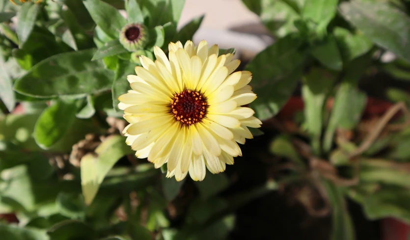 a yellow flower sitting on top of a plant