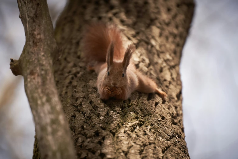 a squirrel is lying in the tree and looking forward