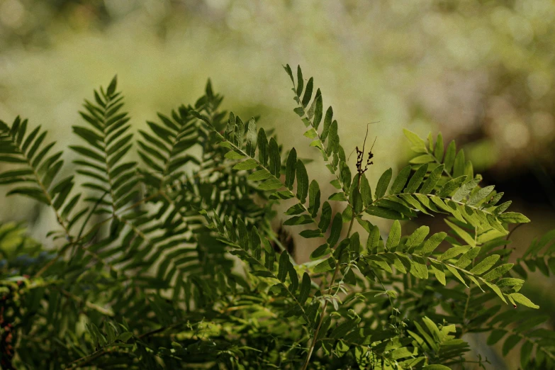 the leaves of the fern tree are seen through the bushes