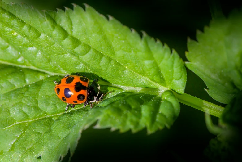 the lady bug is sitting on a green leaf