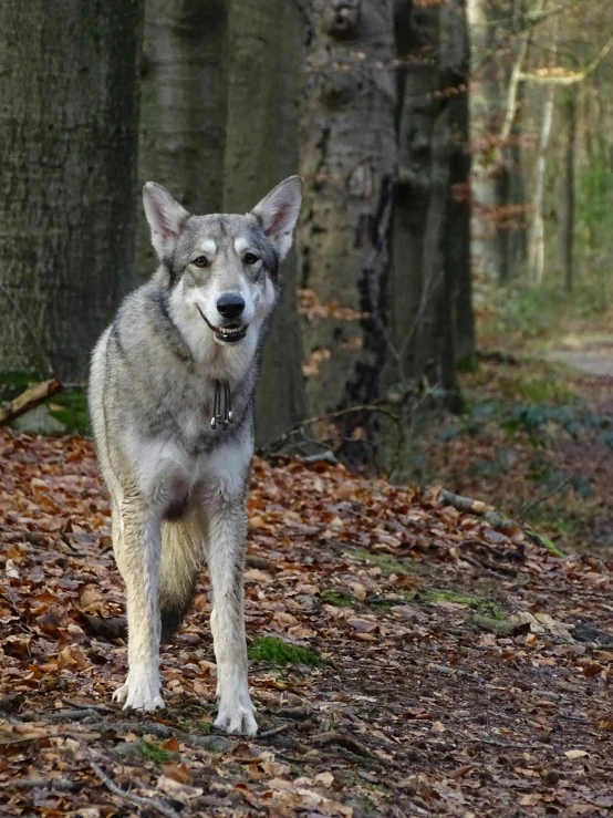 a dog standing in the forest near the ground